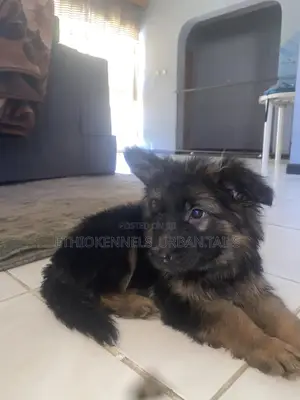 1-3 months Male Purebred German Shepherd