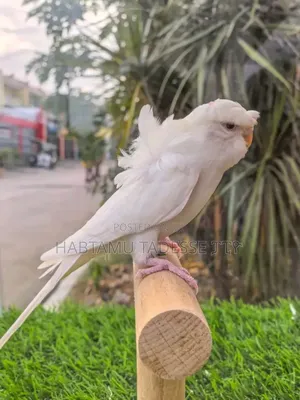 Breeding Pair Parrots