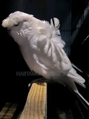 Breeding Pair Parrots