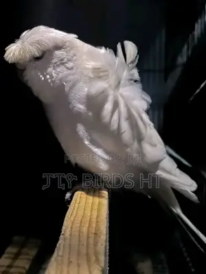 Breeding Pair Parrots