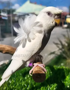 Breeding Pair Parrots