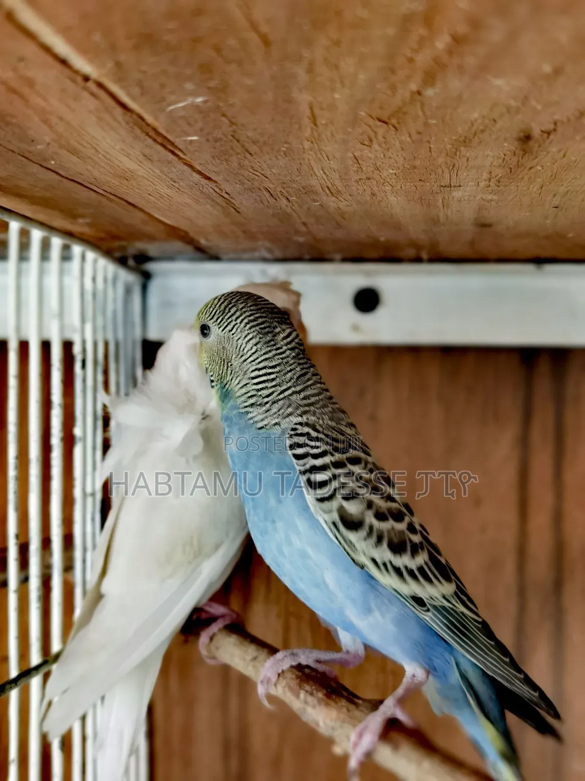 Breeding Pair Parrots