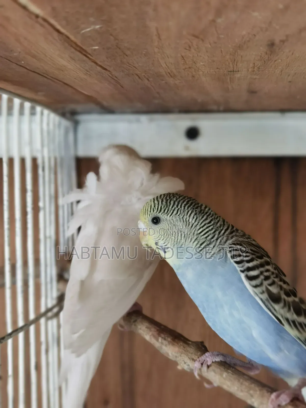 Breeding Pair Parrots