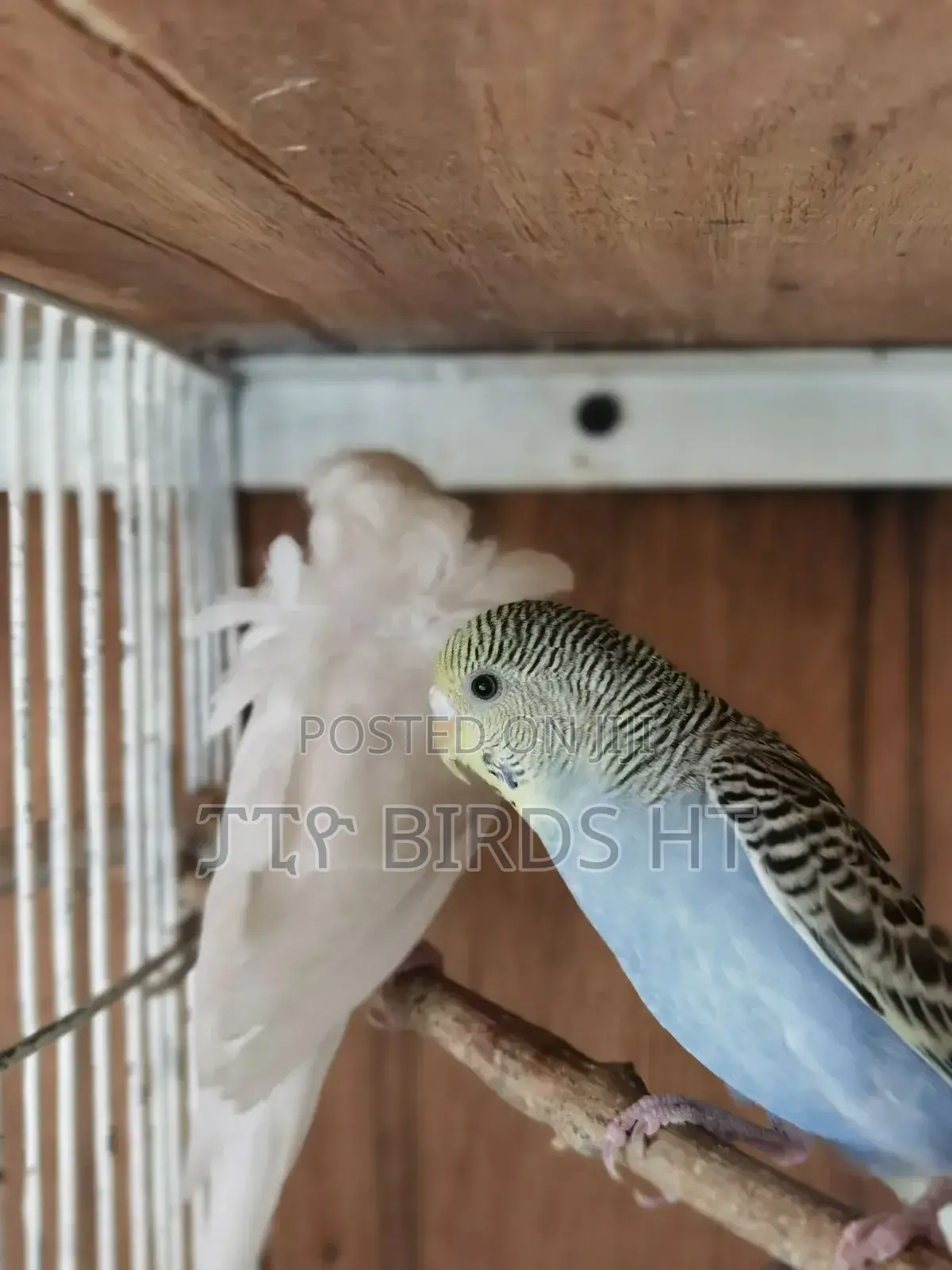 Breeding Pair Parrots