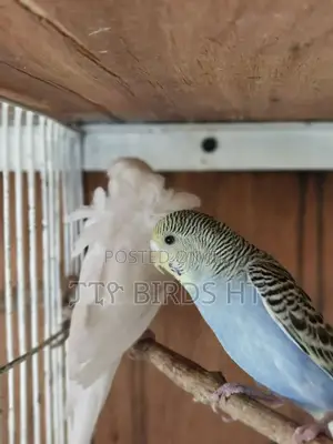 Breeding Pair Parrots