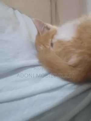 1-3 months Female Mixed Breed Abyssinian