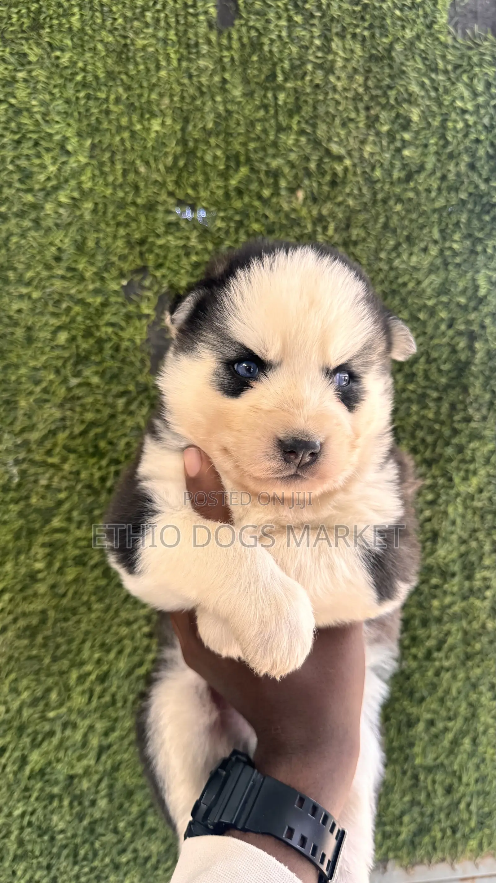 1-3 months Male Purebred Siberian Husky