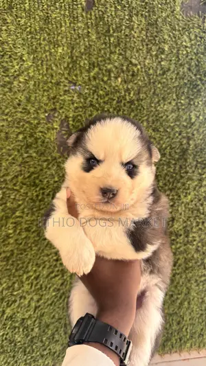 1-3 months Male Purebred Siberian Husky