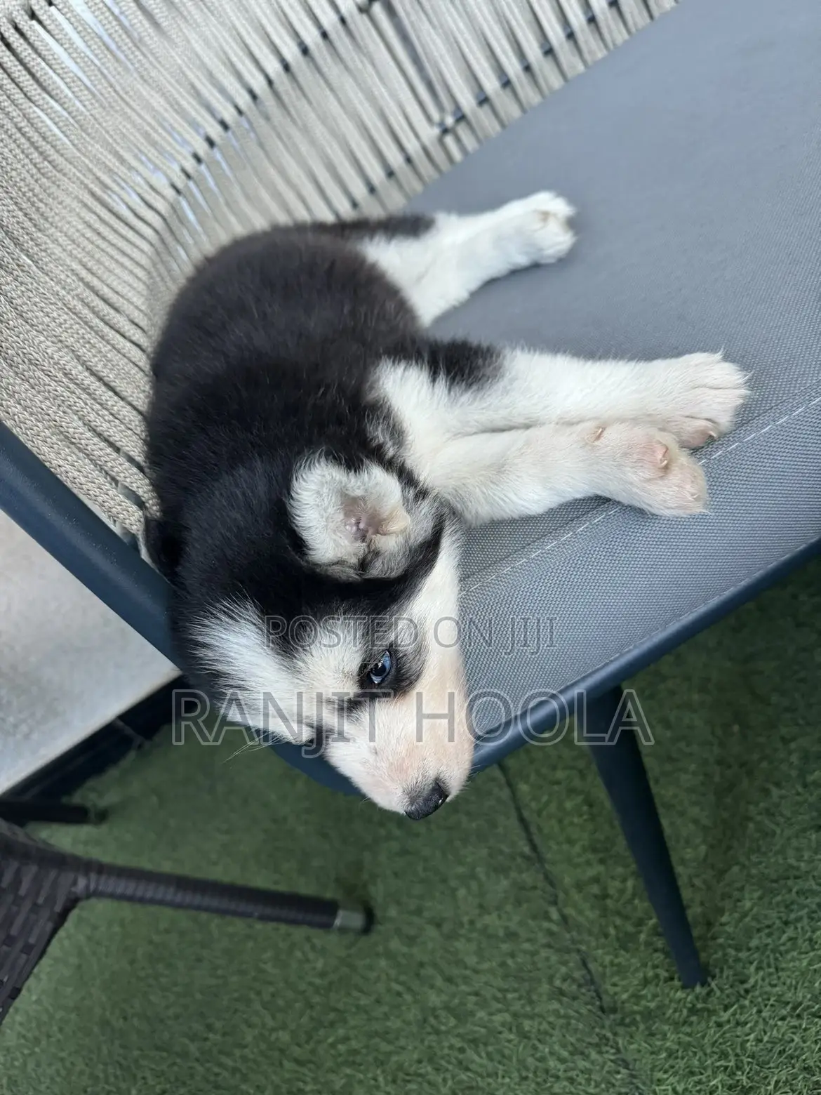0-1 month Female Purebred Siberian Husky