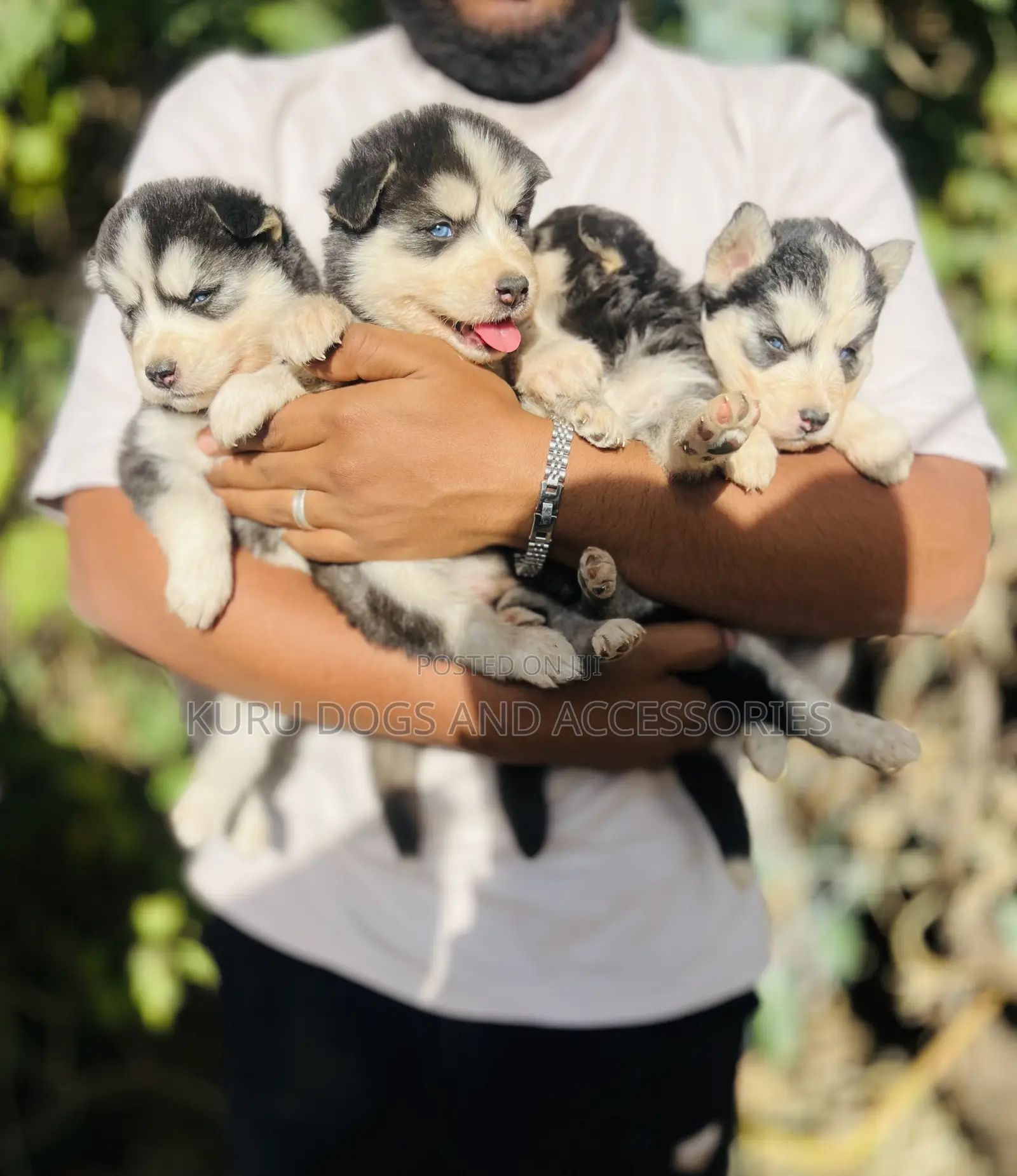 1-3 months Male Purebred Siberian Husky