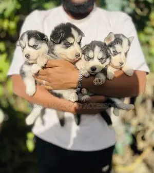1-3 months Male Purebred Siberian Husky