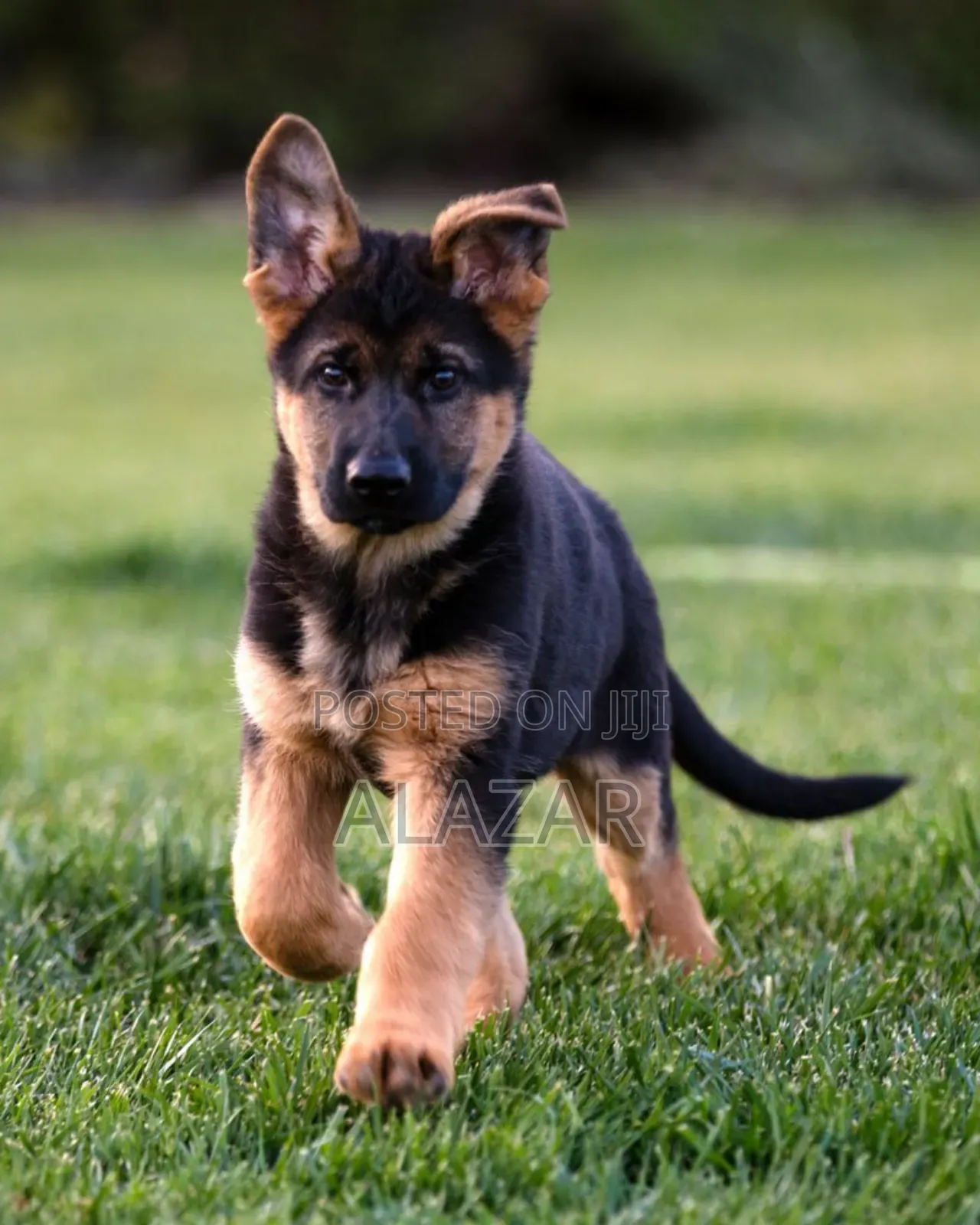 1-3 months Male Purebred German Shepherd