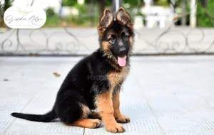 1-3 months Male Purebred German Shepherd