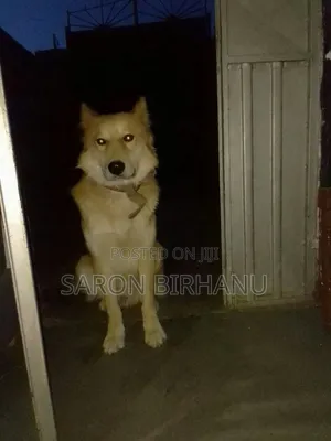 1+ year Male Purebred Siberian Husky