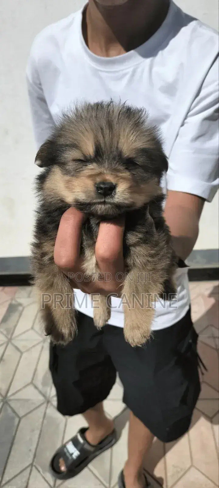 0-1 month Male Purebred Cavalier King Charles Spaniel