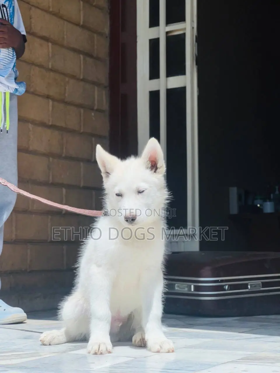1-3 months Male Purebred Siberian Husky