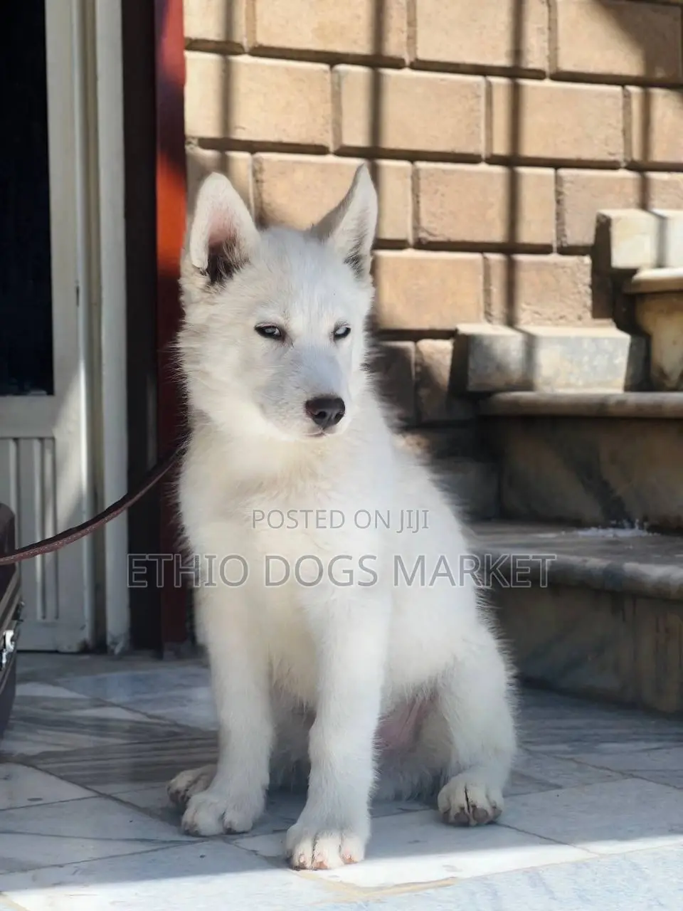 1-3 months Male Purebred Siberian Husky