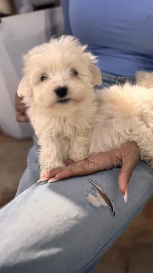 1-3 months Male Mixed Breed Maltese