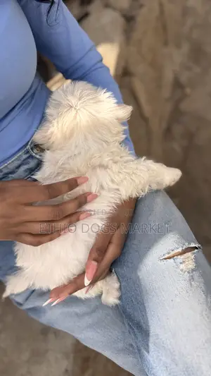 1-3 months Male Mixed Breed Maltese