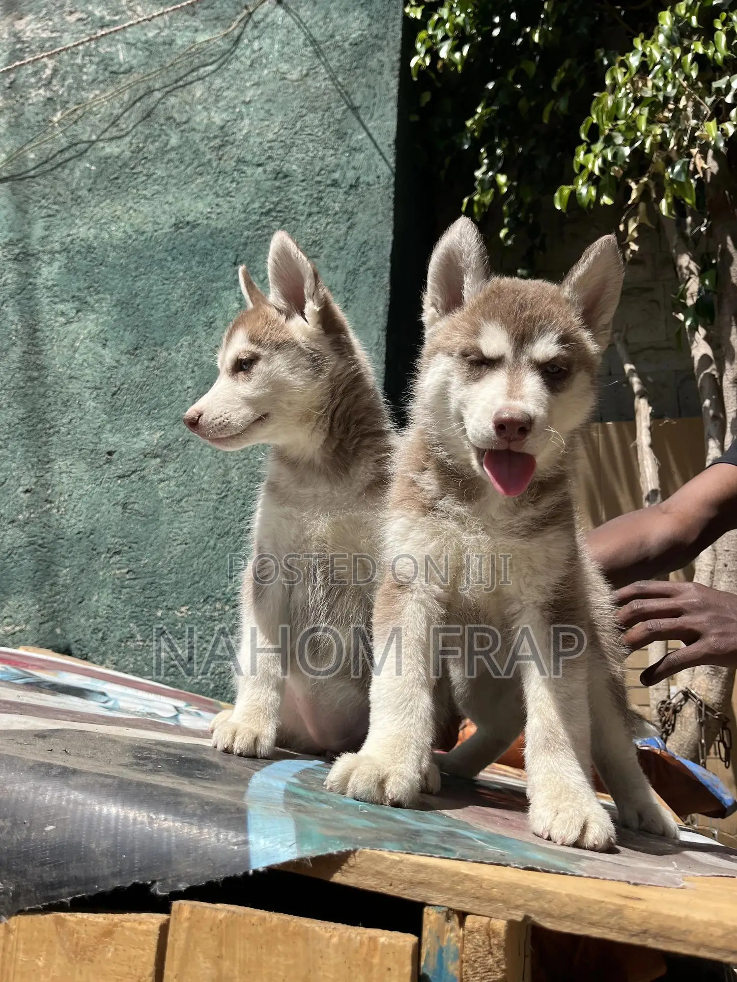 1-3 months Male Purebred Siberian Husky