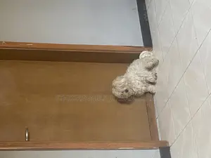 3-6 months Male Purebred Maltese