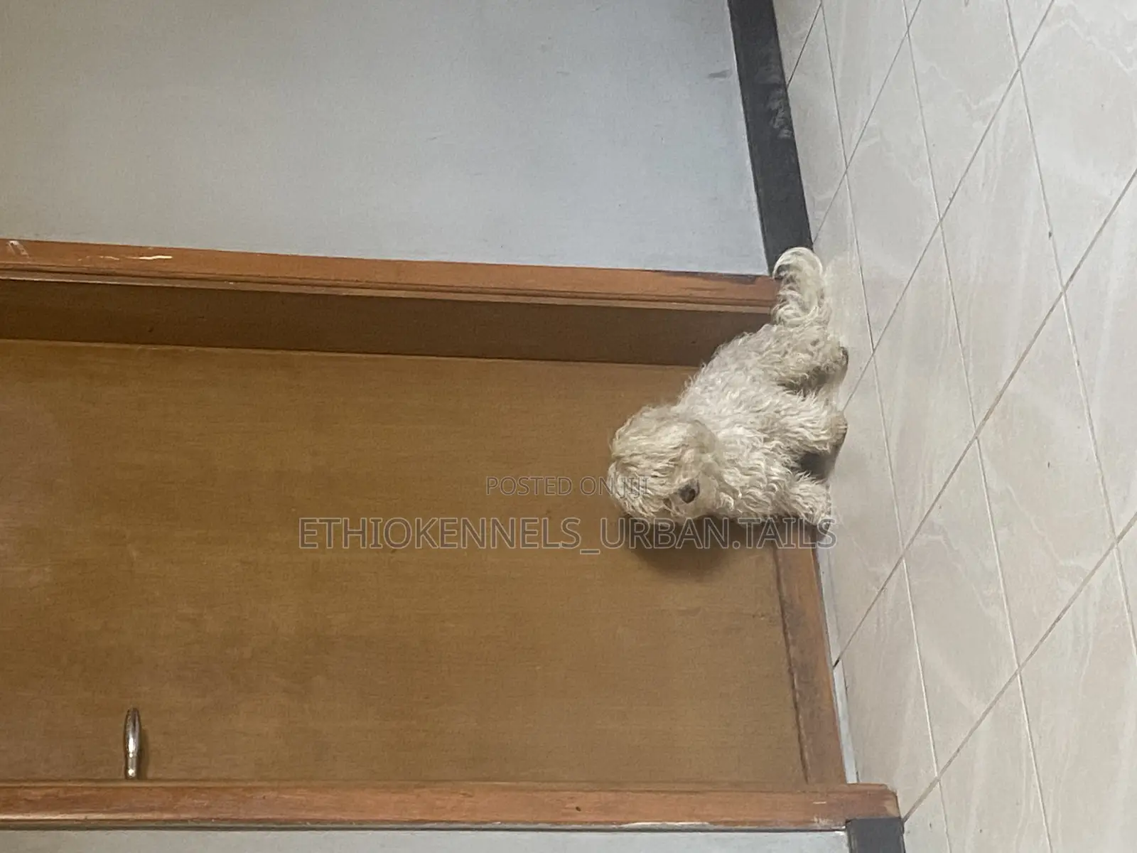 3-6 months Male Purebred Maltese