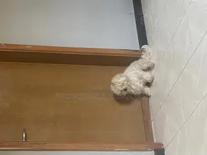 3-6 months Male Purebred Maltese