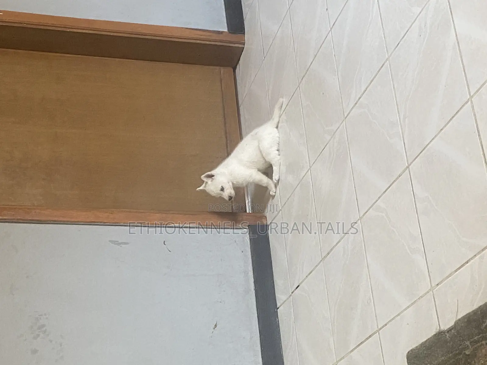 1-3 months Female Purebred Siberian Husky