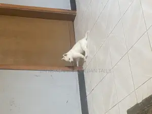 1-3 months Female Purebred Siberian Husky