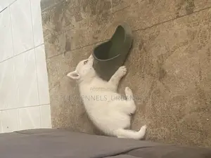 1-3 months Female Purebred Siberian Husky