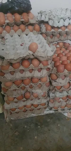 የ ፈረንጅ እንቁላል