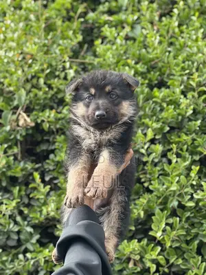 1-3 months Female Purebred German Shepherd