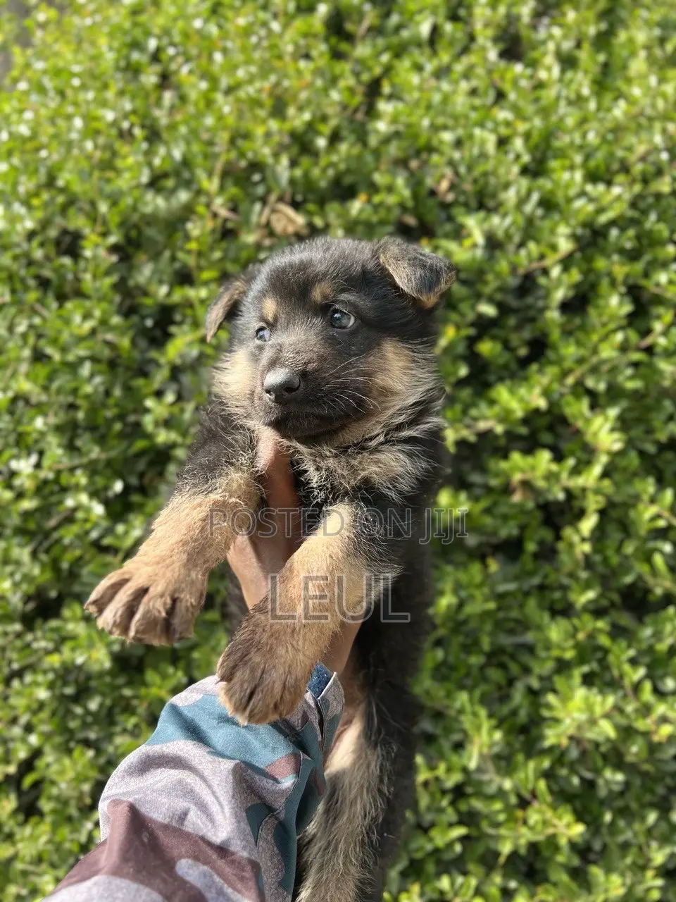 1-3 months Female Purebred German Shepherd