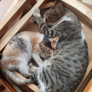 1-3 months Female Mixed Breed Abyssinian