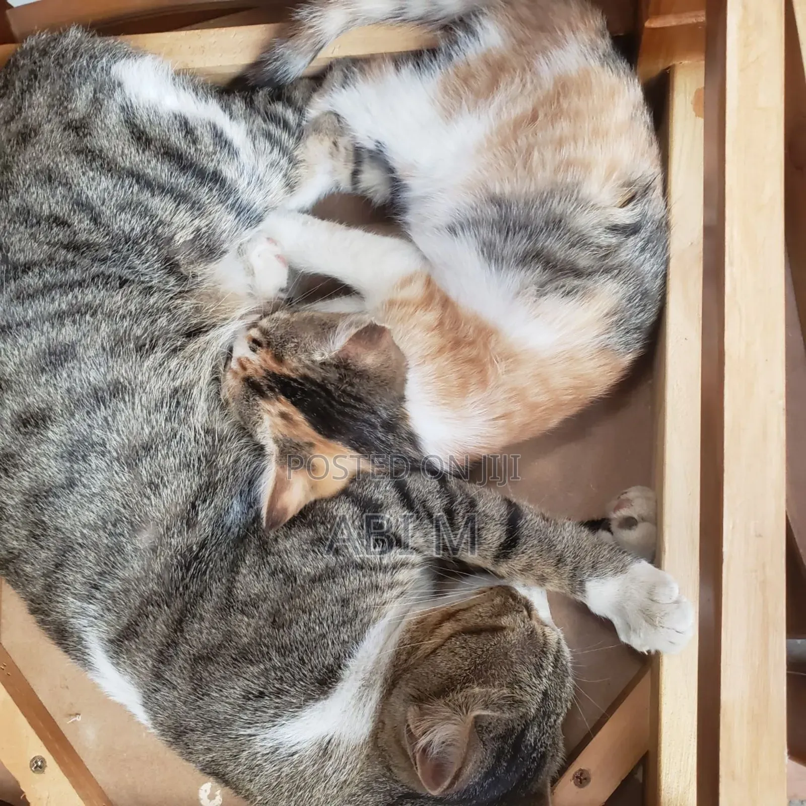 1-3 months Female Mixed Breed Abyssinian