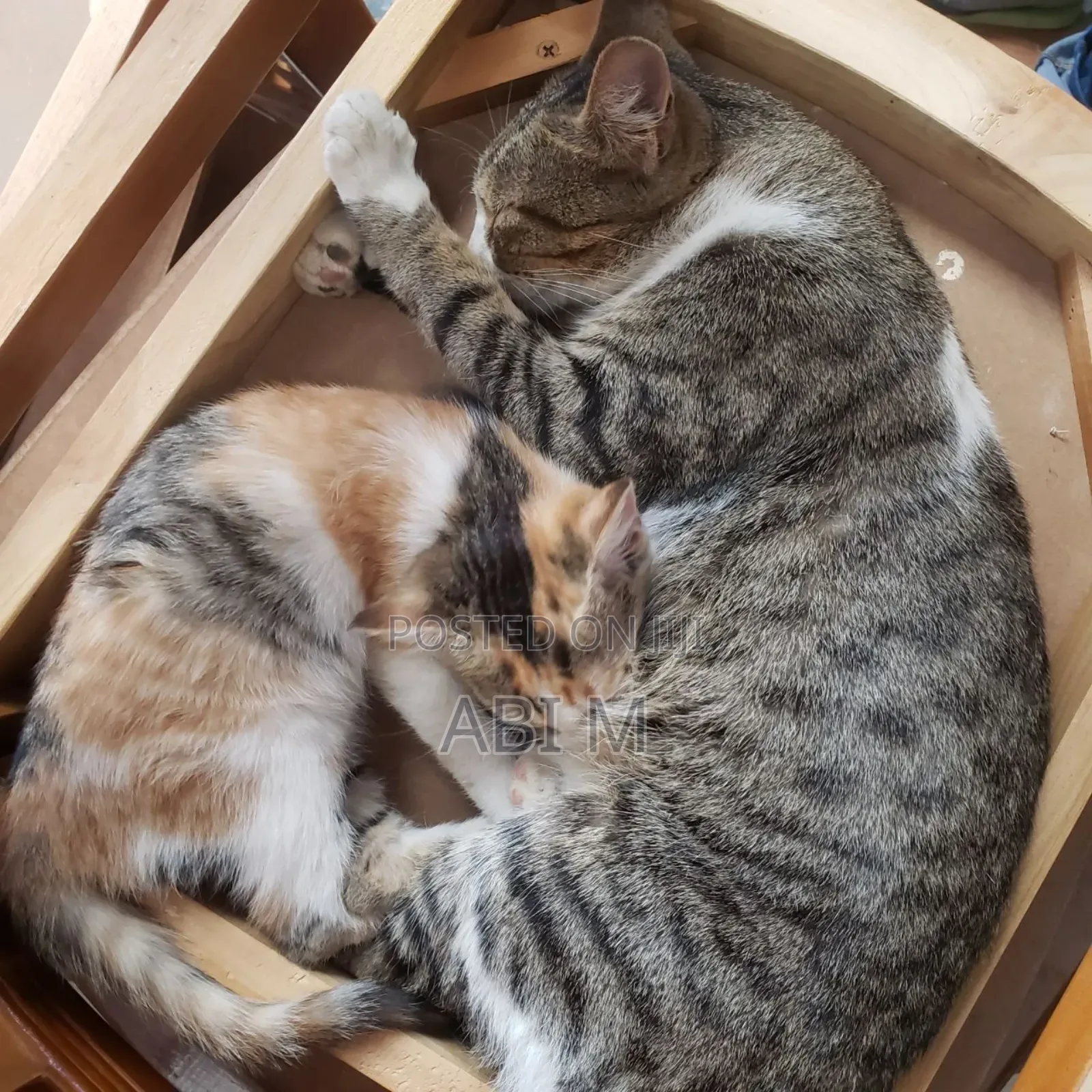 1-3 months Female Mixed Breed Abyssinian