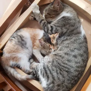 1-3 months Female Mixed Breed Abyssinian