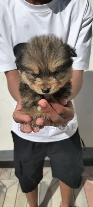 0-1 month Male Purebred Cavalier King Charles Spaniel