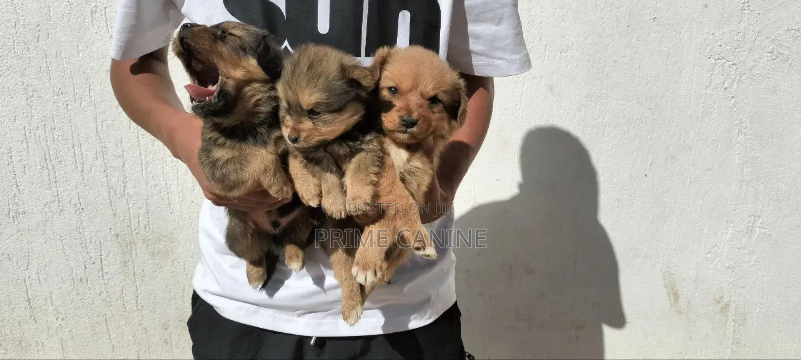 0-1 month Male Purebred Cavalier King Charles Spaniel