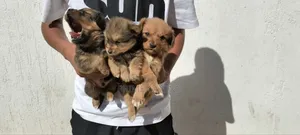 0-1 month Male Purebred Cavalier King Charles Spaniel