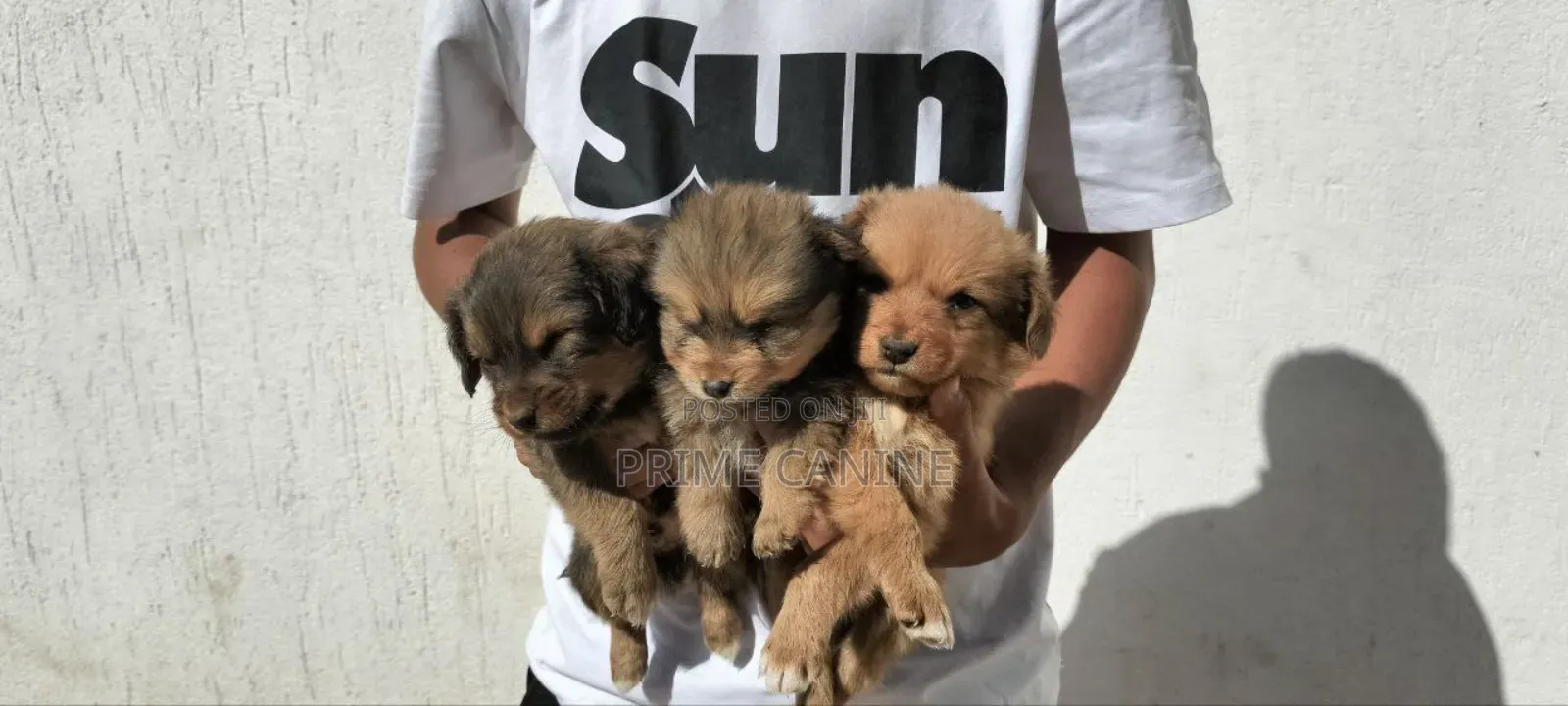 0-1 month Male Purebred Cavalier King Charles Spaniel