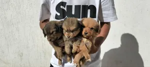 0-1 month Male Purebred Cavalier King Charles Spaniel