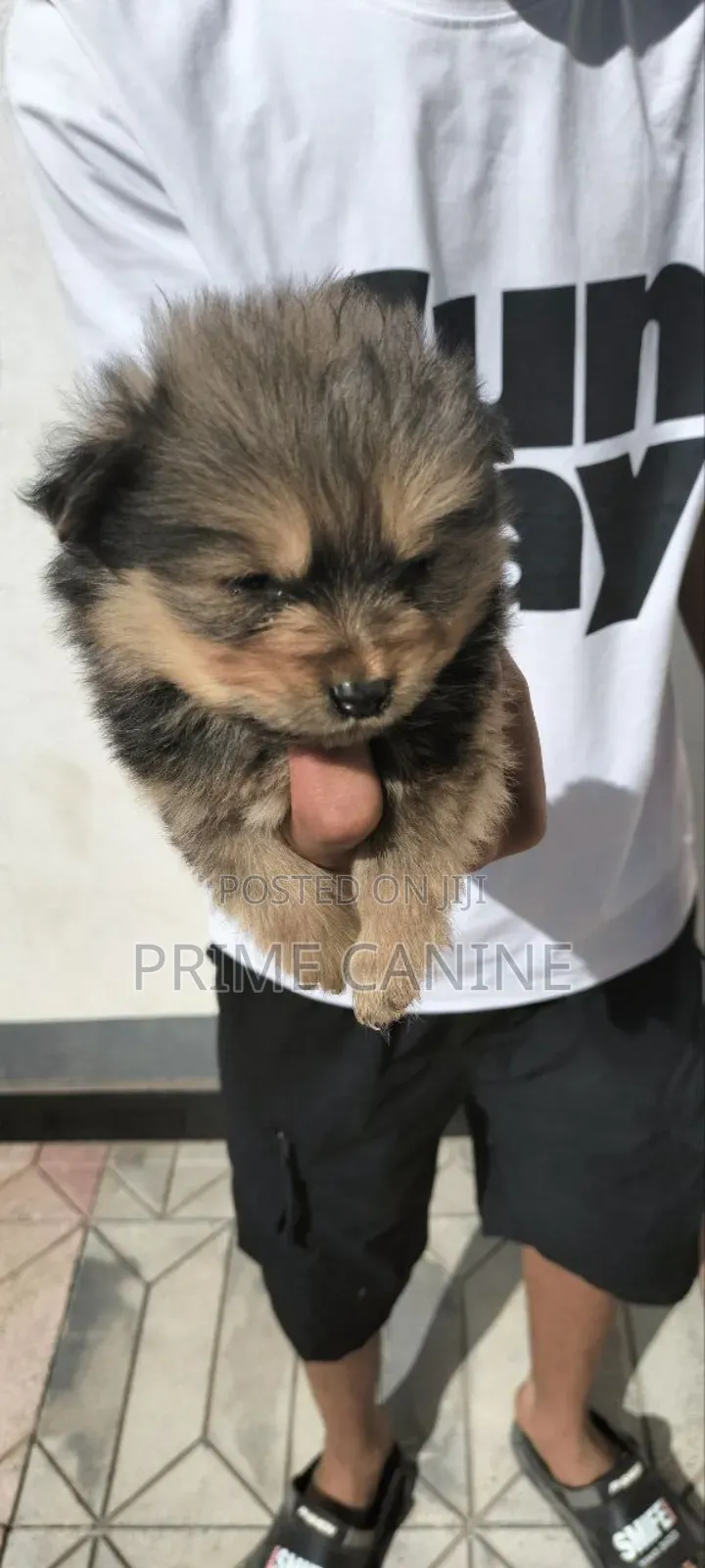 0-1 month Male Purebred Cavalier King Charles Spaniel