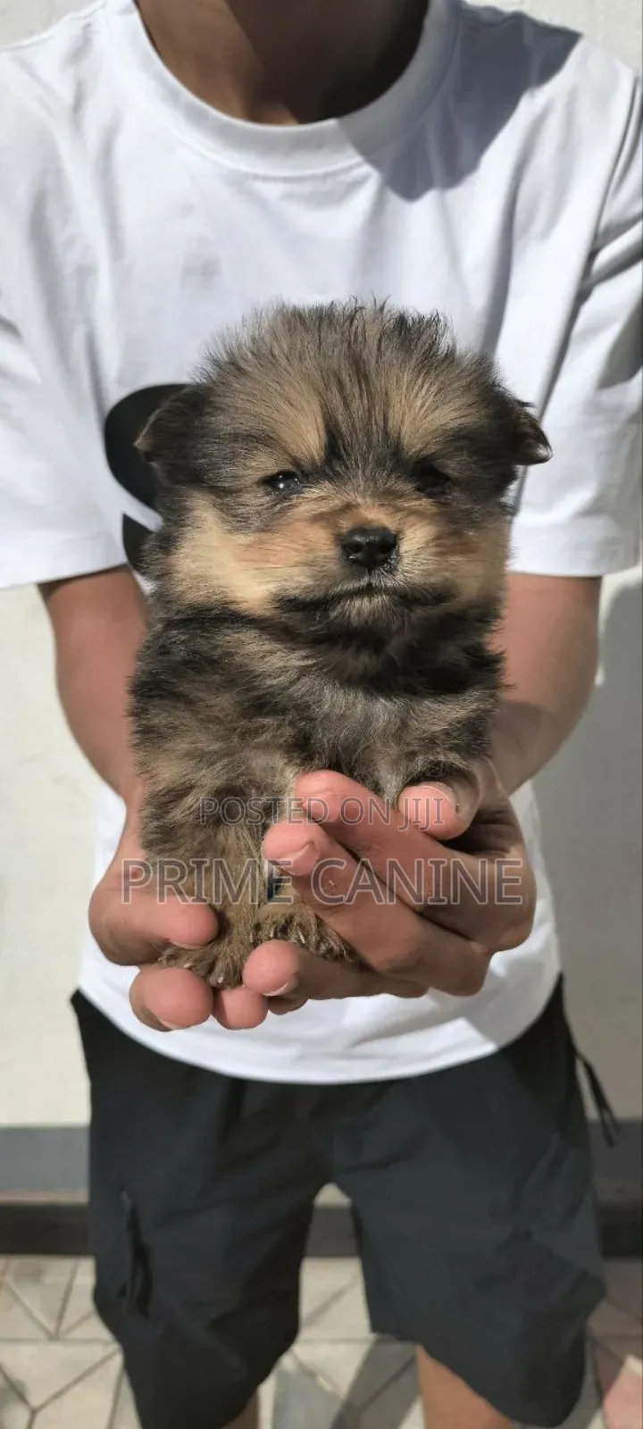 0-1 month Male Purebred Cavalier King Charles Spaniel