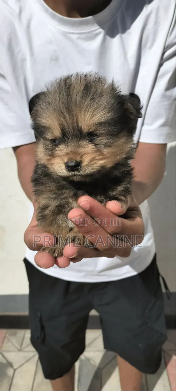 0-1 month Male Purebred Cavalier King Charles Spaniel