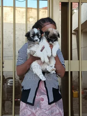 1-3 months Male Purebred Maltese