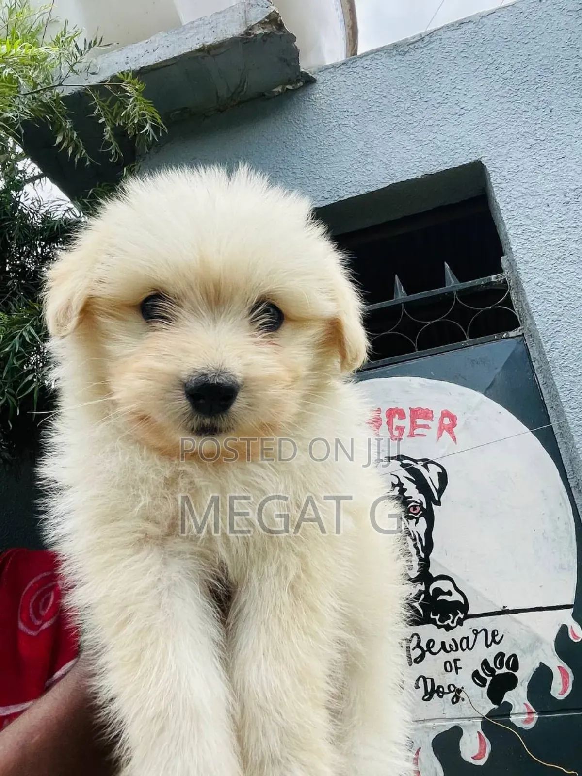 1-3 months Male Purebred Maltese