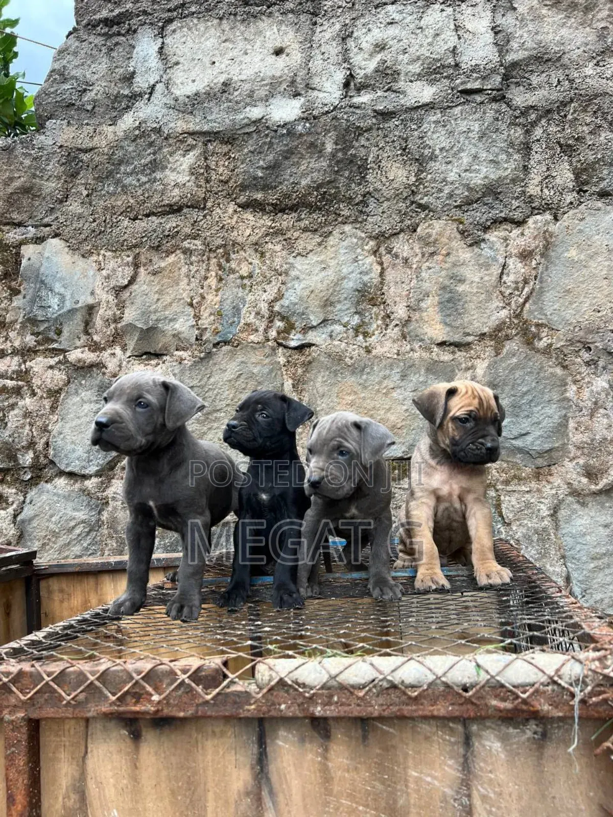 1-3 months Male Purebred American Pit Bull Terrier