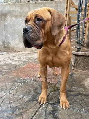 1-3 months Male Purebred Bullmastiff