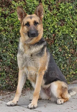 1-3 months Male Purebred German Shepherd